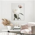 Picture of Romantic Blur Peony III _GroupedProduct_Rectangle_Portrait_Photography _GroupedProduct_Rectangle_Portrait_Canvas_