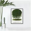 Picture of Kilmarnock Weeping Willow Tree Lithograph _GroupedProduct_Rectangle_Portrait_Canvas_Framed_