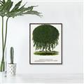 Picture of Kilmarnock Weeping Willow Tree Lithograph _GroupedProduct_Rectangle_Portrait_Canvas_Framed_