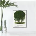 Picture of Kilmarnock Weeping Willow Tree Lithograph _GroupedProduct_Rectangle_Portrait_Canvas_Framed_