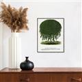 Picture of Kilmarnock Weeping Willow Tree Lithograph _GroupedProduct_Rectangle_Portrait_Canvas_Framed_
