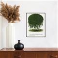 Picture of Kilmarnock Weeping Willow Tree Lithograph _GroupedProduct_Rectangle_Portrait_Canvas_Framed_