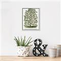 Picture of Hardy Magnolia Tree Lithograph _GroupedProduct_Rectangle_Portrait_Canvas_Framed_