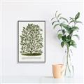 Picture of Hardy Magnolia Tree Lithograph _GroupedProduct_Rectangle_Portrait_Canvas_Framed_