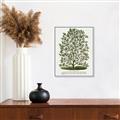 Picture of Hardy Magnolia Tree Lithograph _GroupedProduct_Rectangle_Portrait_Canvas_Framed_