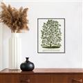 Picture of Hardy Magnolia Tree Lithograph _GroupedProduct_Rectangle_Portrait_Canvas_Framed_