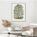 Picture of Hardy Magnolia Tree Lithograph _GroupedProduct_Rectangle_Portrait_Canvas_Framed_