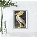 Picture of Vintage White Pelican _GroupedProduct_Rectangle_Portrait_Canvas_Framed_