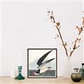 Picture of Black Skimmer From Birds of America (1827) _GroupedProduct_Square_Canvas_Framed_