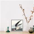 Picture of Black Skimmer From Birds of America (1827) _GroupedProduct_Square_Canvas_Framed_