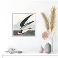 Picture of Black Skimmer From Birds of America (1827) _GroupedProduct_Square_Canvas_Framed_