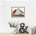 Picture of Vintage Scarlet Ibis Bird _GroupedProduct_Rectangle_Landscape_Canvas_Framed_