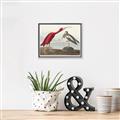 Picture of Vintage Scarlet Ibis Bird _GroupedProduct_Rectangle_Landscape_Canvas_Framed_