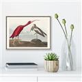 Picture of Vintage Scarlet Ibis Bird _GroupedProduct_Rectangle_Landscape_Canvas_Framed_