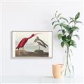 Picture of Vintage Scarlet Ibis Bird _GroupedProduct_Rectangle_Landscape_Canvas_Framed_