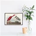 Picture of Vintage Scarlet Ibis Bird _GroupedProduct_Rectangle_Landscape_Canvas_Framed_