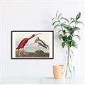 Picture of Vintage Scarlet Ibis Bird _GroupedProduct_Rectangle_Landscape_Canvas_Framed_