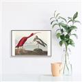 Picture of Vintage Scarlet Ibis Bird _GroupedProduct_Rectangle_Landscape_Canvas_Framed_