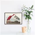 Picture of Vintage Scarlet Ibis Bird _GroupedProduct_Rectangle_Landscape_Canvas_Framed_