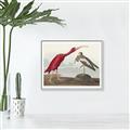 Picture of Vintage Scarlet Ibis Bird _GroupedProduct_Rectangle_Landscape_Canvas_Framed_