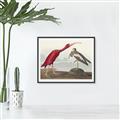 Picture of Vintage Scarlet Ibis Bird _GroupedProduct_Rectangle_Landscape_Canvas_Framed_