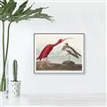 Picture of Vintage Scarlet Ibis Bird _GroupedProduct_Rectangle_Landscape_Canvas_Framed_