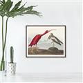 Picture of Vintage Scarlet Ibis Bird _GroupedProduct_Rectangle_Landscape_Canvas_Framed_