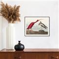Picture of Vintage Scarlet Ibis Bird _GroupedProduct_Rectangle_Landscape_Canvas_Framed_