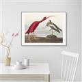 Picture of Vintage Scarlet Ibis Bird _GroupedProduct_Rectangle_Landscape_Canvas_Framed_