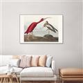 Picture of Vintage Scarlet Ibis Bird _GroupedProduct_Rectangle_Landscape_Canvas_Framed_