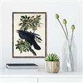 Picture of Raven From Birds of America (1827) _GroupedProduct_Rectangle_Portrait_Canvas_Framed_