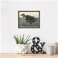 Picture of Vintage Scoter Duck _GroupedProduct_Rectangle_Landscape_Canvas_Framed_