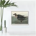 Picture of Vintage Scoter Duck _GroupedProduct_Rectangle_Landscape_Canvas_Framed_