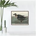 Picture of Vintage Scoter Duck _GroupedProduct_Rectangle_Landscape_Canvas_Framed_