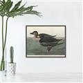 Picture of Vintage Scoter Duck _GroupedProduct_Rectangle_Landscape_Canvas_Framed_
