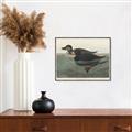 Picture of Vintage Scoter Duck _GroupedProduct_Rectangle_Landscape_Canvas_Framed_