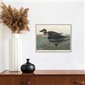 Picture of Vintage Scoter Duck _GroupedProduct_Rectangle_Landscape_Canvas_Framed_