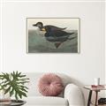 Picture of Vintage Scoter Duck _GroupedProduct_Rectangle_Landscape_Canvas_Framed_