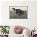Picture of Vintage Scoter Duck _GroupedProduct_Rectangle_Landscape_Canvas_Framed_