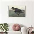 Picture of Vintage Scoter Duck _GroupedProduct_Rectangle_Landscape_Canvas_Framed_