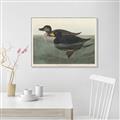Picture of Vintage Scoter Duck _GroupedProduct_Rectangle_Landscape_Canvas_Framed_
