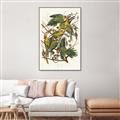 Picture of Vintage Carolina Parrot _GroupedProduct_Rectangle_Portrait_Canvas_Framed_