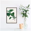 Picture of Nostalgic Green Lilac Leaves _GroupedProduct_Rectangle_Portrait_Canvas_Framed_