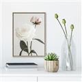 Picture of Romantic Blur Peony III _GroupedProduct_Rectangle_Portrait_Photography _GroupedProduct_Rectangle_Portrait_Canvas_Framed_