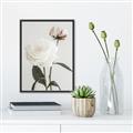 Picture of Romantic Blur Peony III _GroupedProduct_Rectangle_Portrait_Photography _GroupedProduct_Rectangle_Portrait_Canvas_Framed_