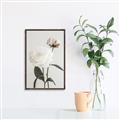 Picture of Romantic Blur Peony III _GroupedProduct_Rectangle_Portrait_Photography _GroupedProduct_Rectangle_Portrait_Canvas_Framed_