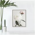 Picture of Romantic Blur Peony III _GroupedProduct_Rectangle_Portrait_Photography _GroupedProduct_Rectangle_Portrait_Canvas_Framed_