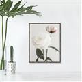 Picture of Romantic Blur Peony III _GroupedProduct_Rectangle_Portrait_Photography _GroupedProduct_Rectangle_Portrait_Canvas_Framed_