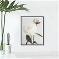 Picture of Romantic Blur Peony III _GroupedProduct_Rectangle_Portrait_Photography _GroupedProduct_Rectangle_Portrait_Canvas_Framed_