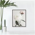 Picture of Romantic Blur Peony III _GroupedProduct_Rectangle_Portrait_Photography _GroupedProduct_Rectangle_Portrait_Canvas_Framed_